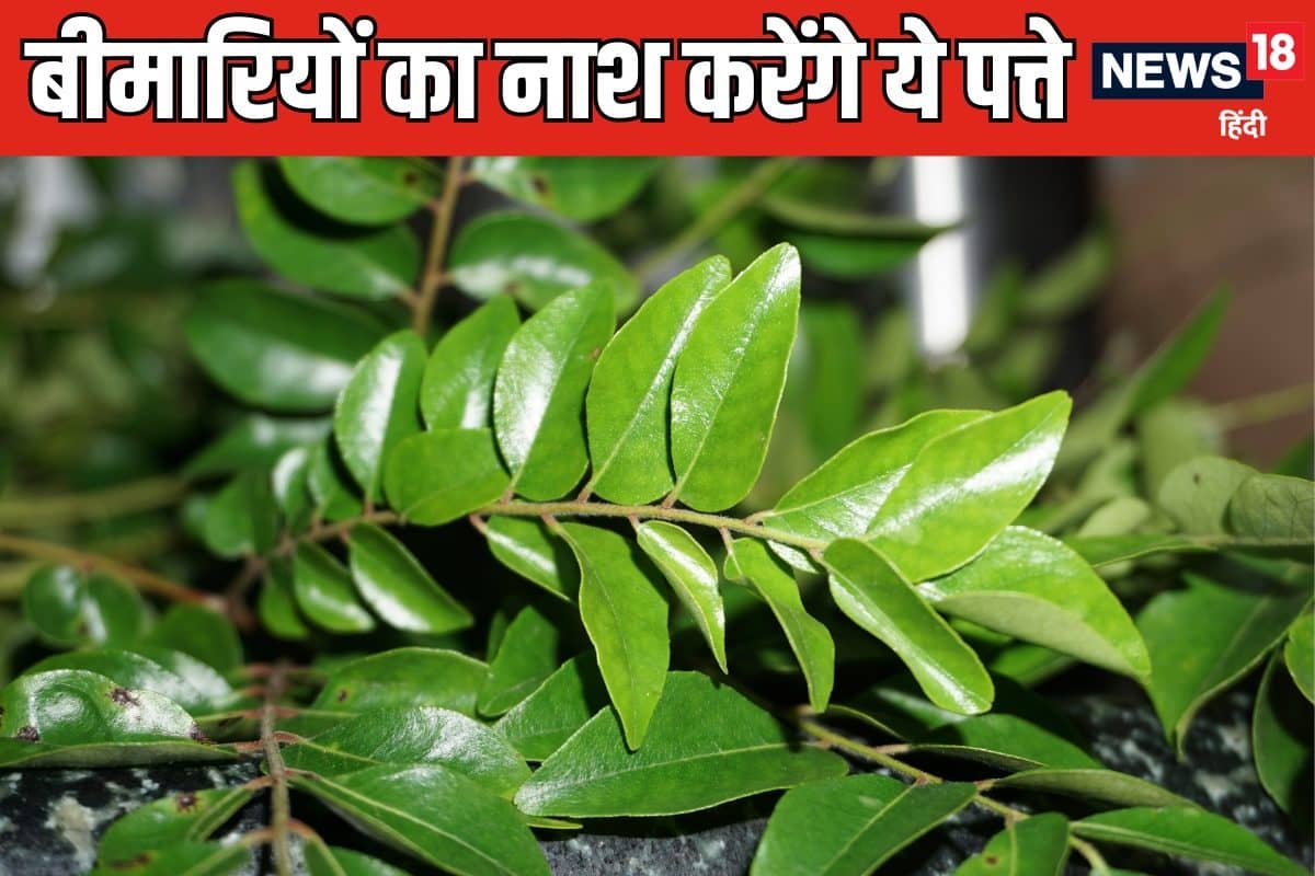 curry leaves 2024 08 e7e0ee31cf70f96fde5fb9e24fd97b8f 3x2 mzvkBS