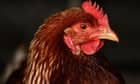 News live: Australia’s ability to fight off deadly bird flu to be put to test in series of exercises